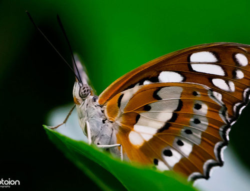 Macro Photography Workshop Butterfly