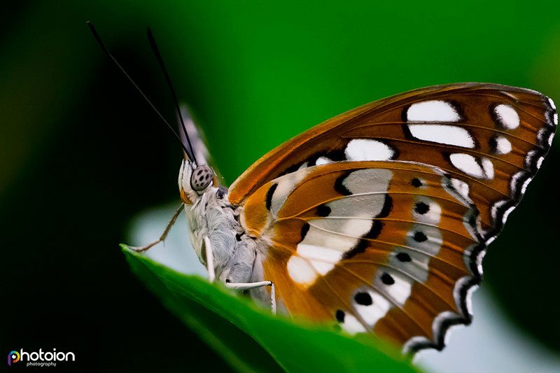 Macro Photography Workshop, Butterfly