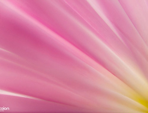 Macro photography workshop petals