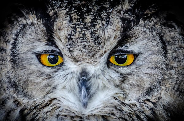 ondon_photography_courses_wild_life_photography_Craig_Brady_5 wildlife photography course
