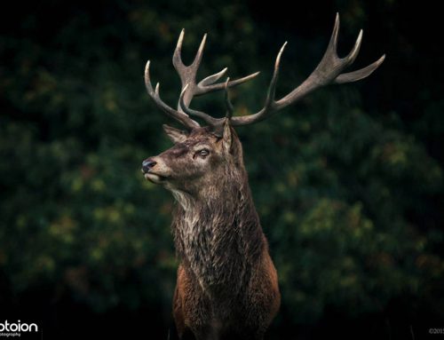 Wildlife Photography Workshop Portrait of a Deer