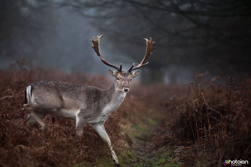 voucher for wildlife photography course in london richmond park