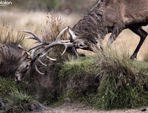 Wildlife Photography Workshop Stags during rutting season