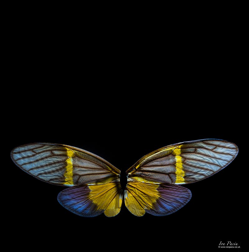macro-photography-butterfly-london-photo-school-ion-paciu-moth-2