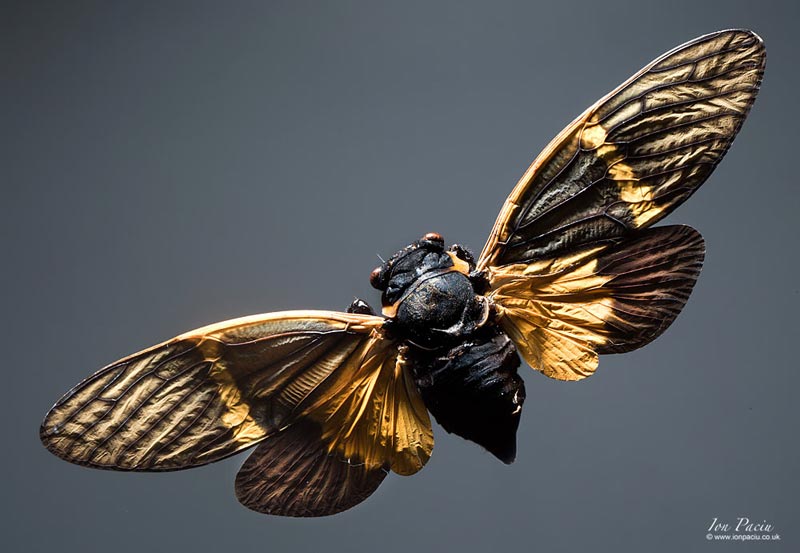 macro-photography-butterfly-london-photo-school-ion-paciu-moth