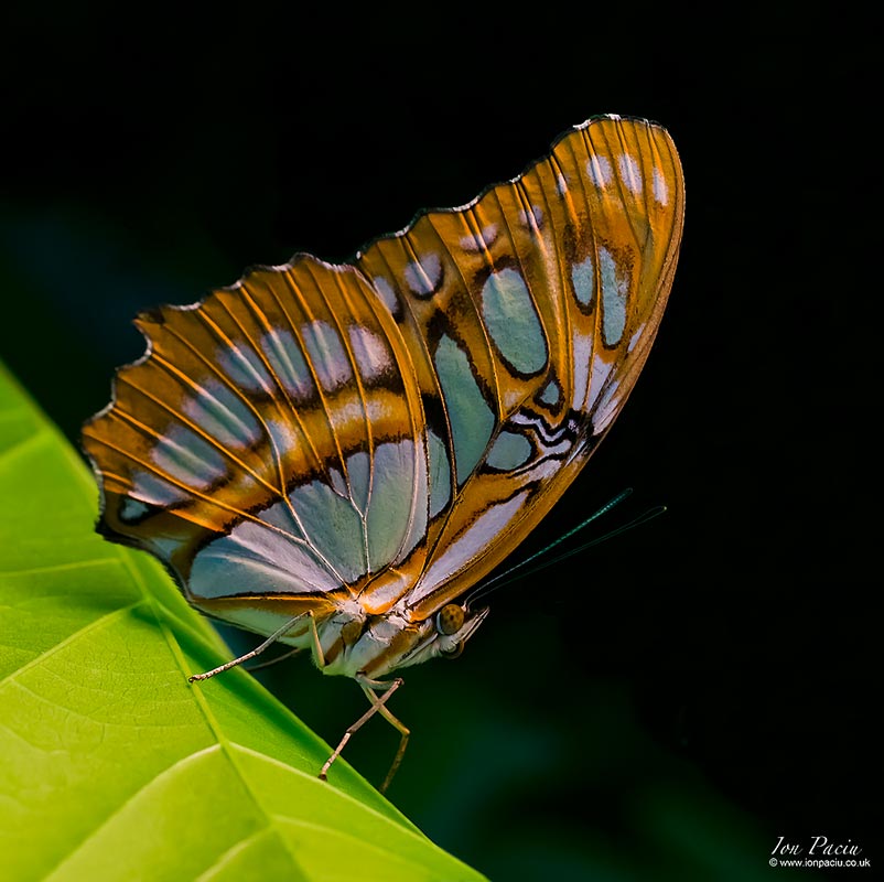 macro-photography-butterfly-london-photo-school-ion-paciu