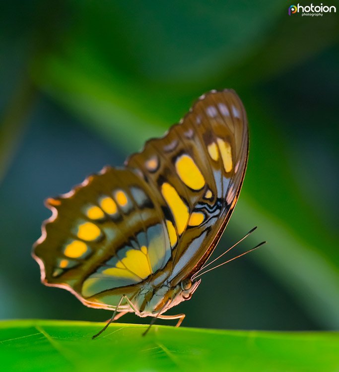 macro-photography-tips-butterfly