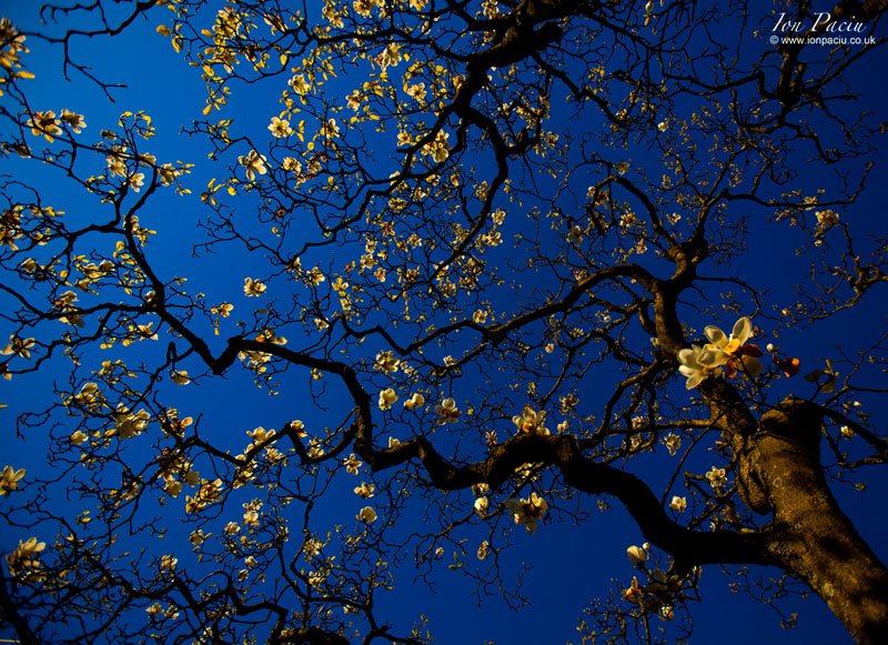 ion-paciu-tree-golden-light-blue-sky