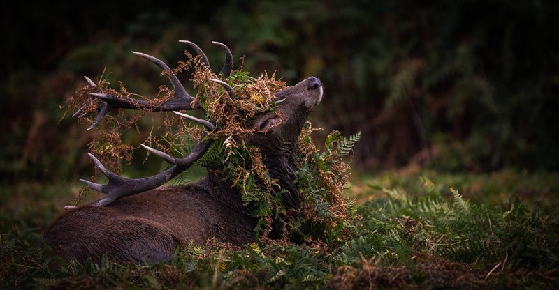 photography-student-of-the-month-october-2016-deer