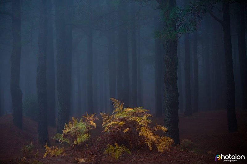 (c) Ion Paciu, La Palma