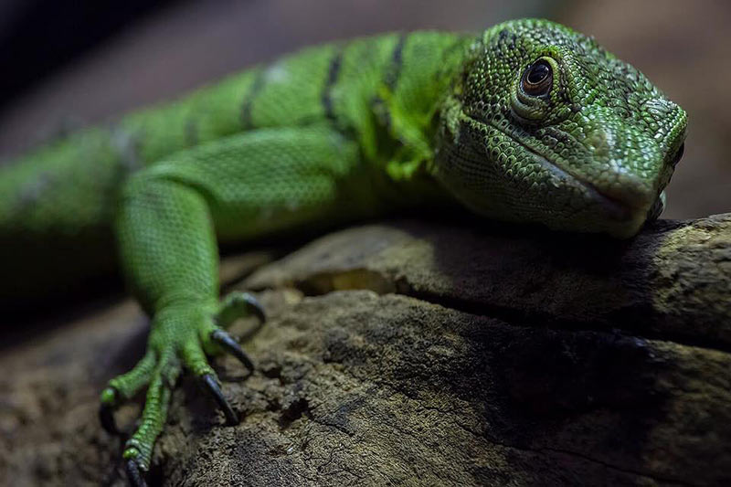 lizard-san-lim-photography-school-photoion-london