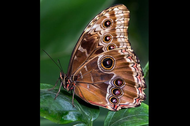 san-lim-butterfly-2-macro-photography-photoion-london-photography-school