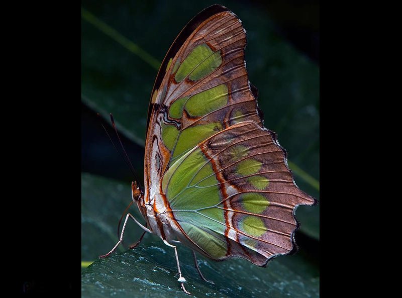 san-lim-butterfly-macro-photography-photoion-london-photography-school
