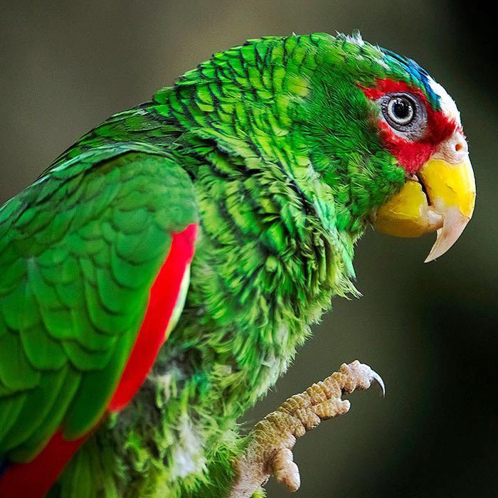 san-lim-nature-photography-parrot-photoion-london-photography-school