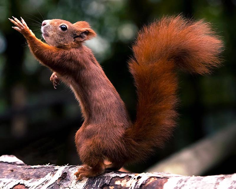 san-lim-squirrel-photoion-photography-school-london