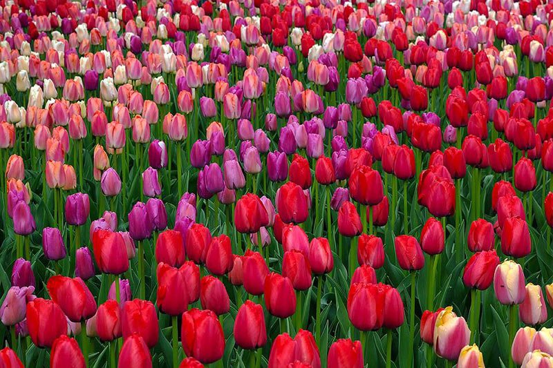 tulips-san-lim-photography-school-photoion-london