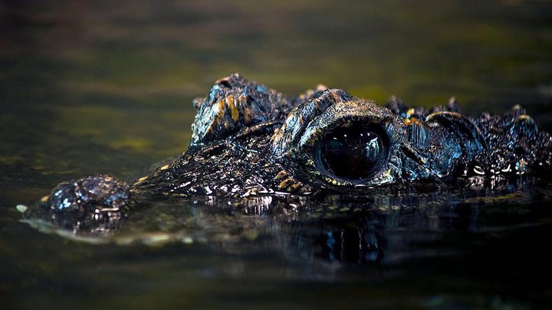 wildlife-san-lim-photography-school-photoion-london-crocodile