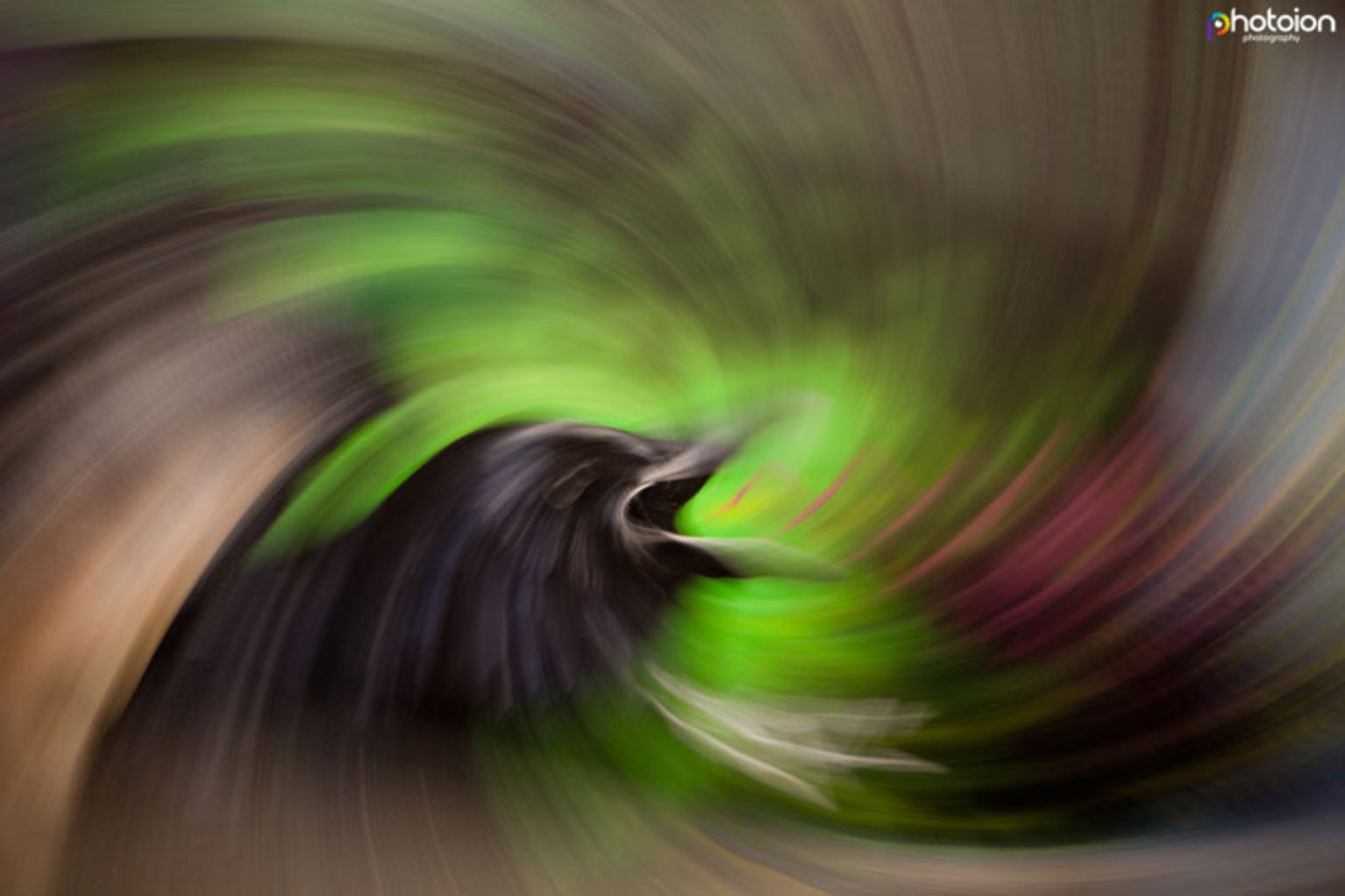 zoom burst image of raven