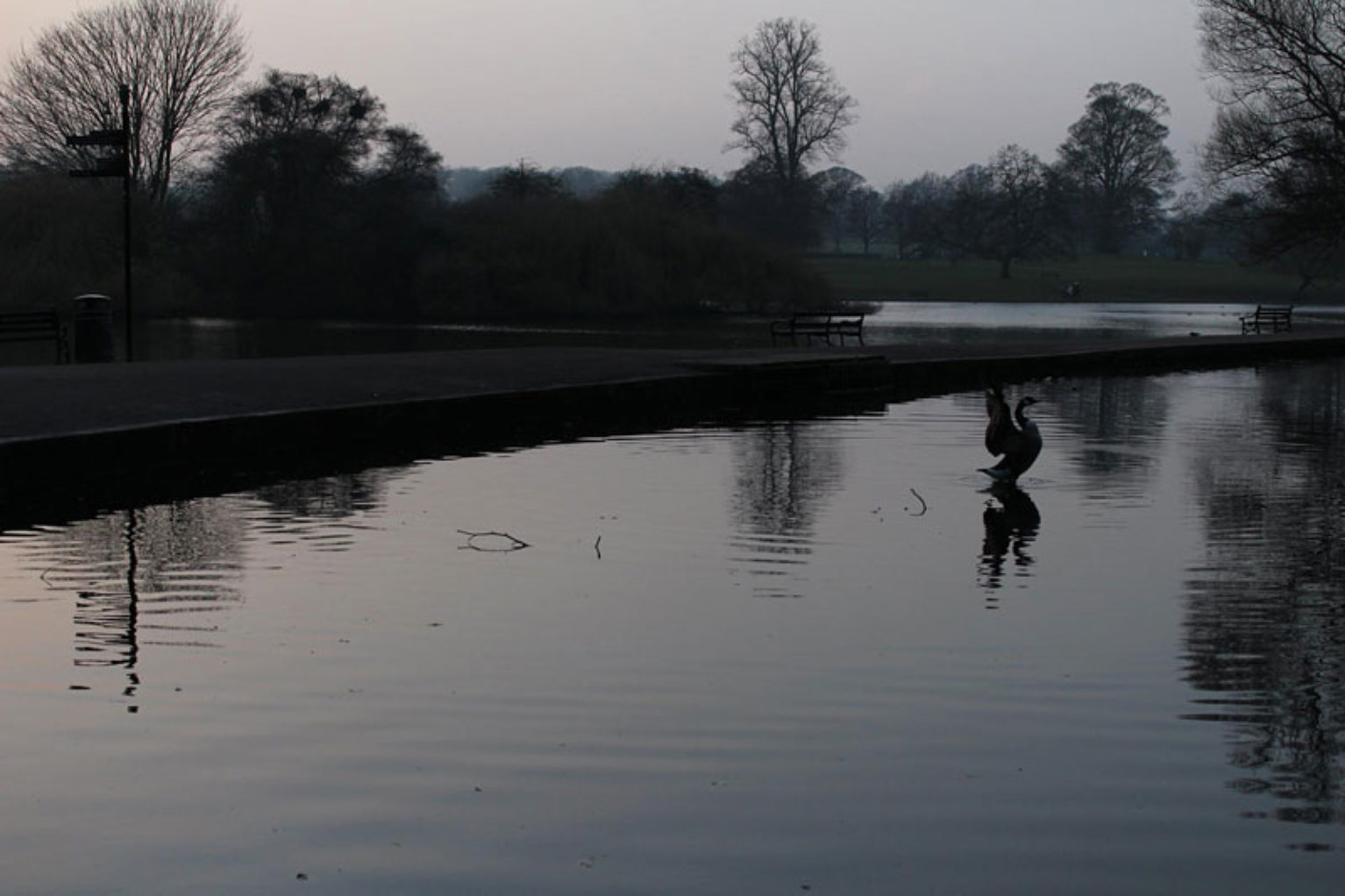 image of a swan upon a lake