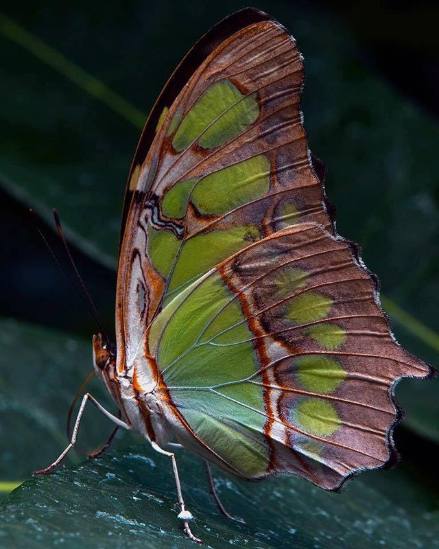 Butterfly taken with Canon 100D