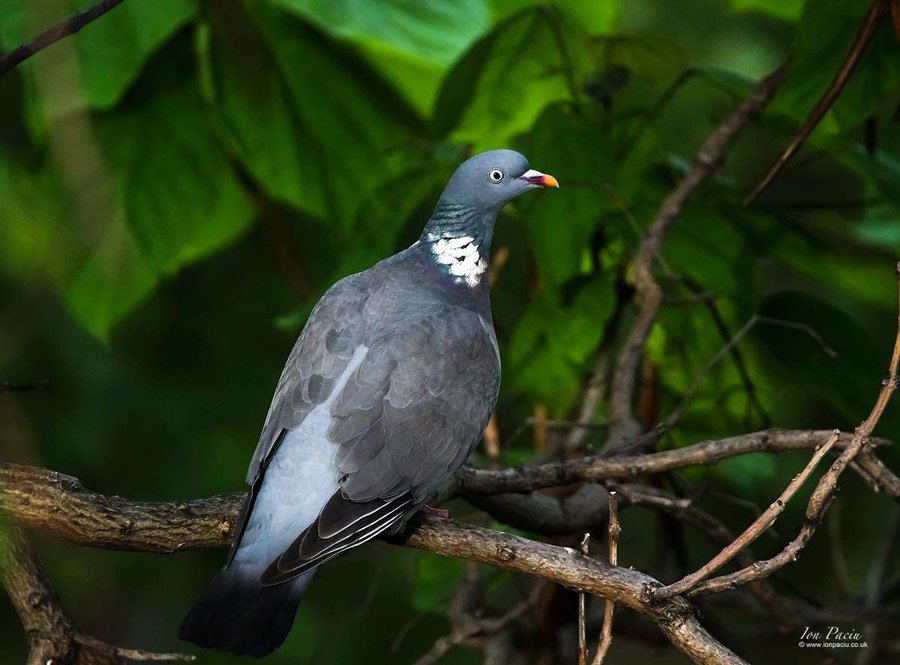 Pigeon taken with Canon 100D