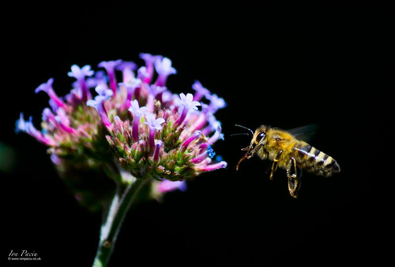 bee-photography-macro-ion-paciu-canon-100-d-canon100d