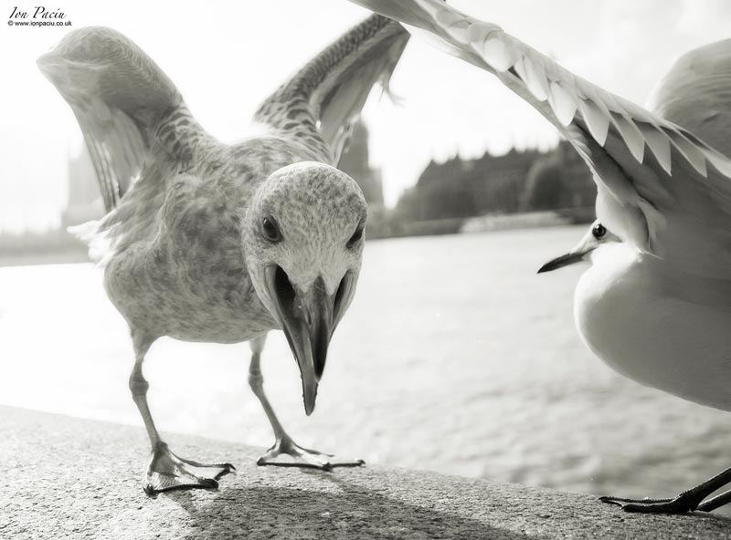 seagull on the south bank in London image by Ion Paciu