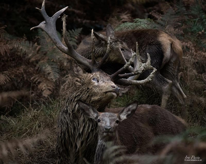 wildlife-richmond-park-deer-stag-school-photoion-photography-london-ion-paciu-2