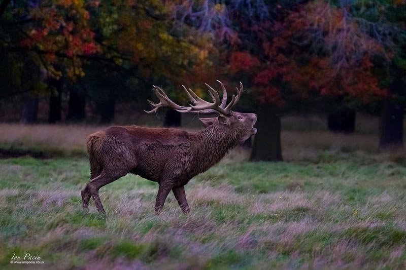 wildlife-richmond-park-deer-stag-school-photoion-photography-london-ion-paciu