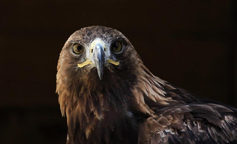 hawk-eagle-bird-photorgraphy-school-photoion-london