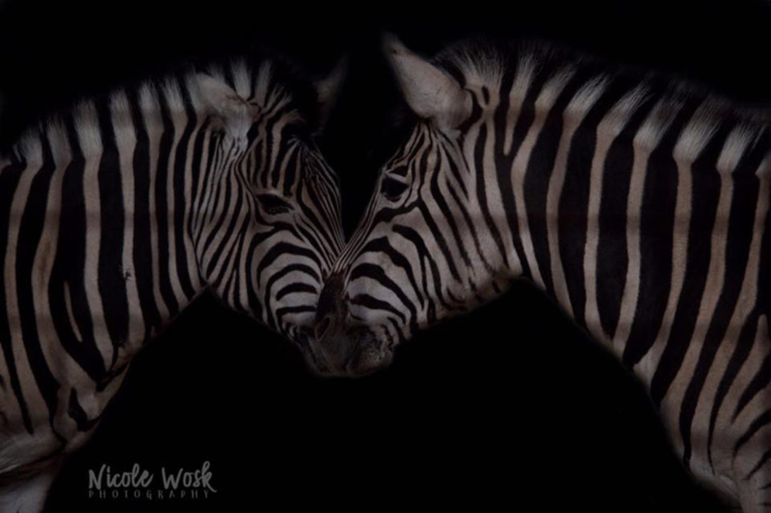 Photography Student of the Month Zebras