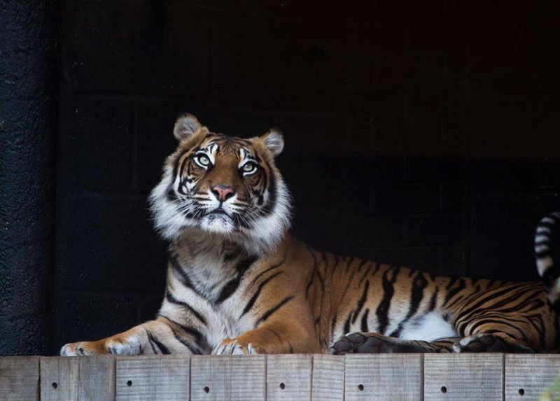 Photography Student of the Month tiger