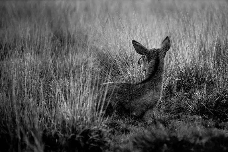 photography student of the month - wildlife photography