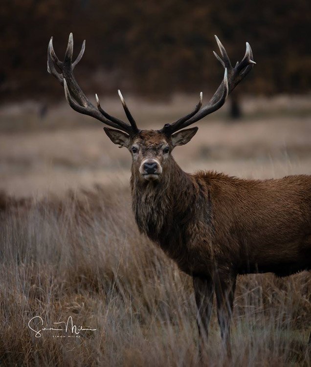 photography student of the month - wildlife photography