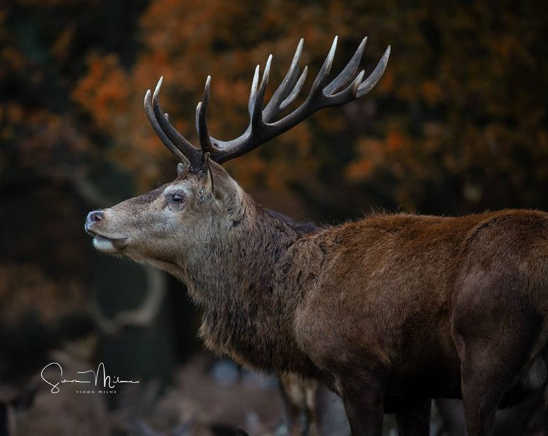 photography student of the month - wildlife photography