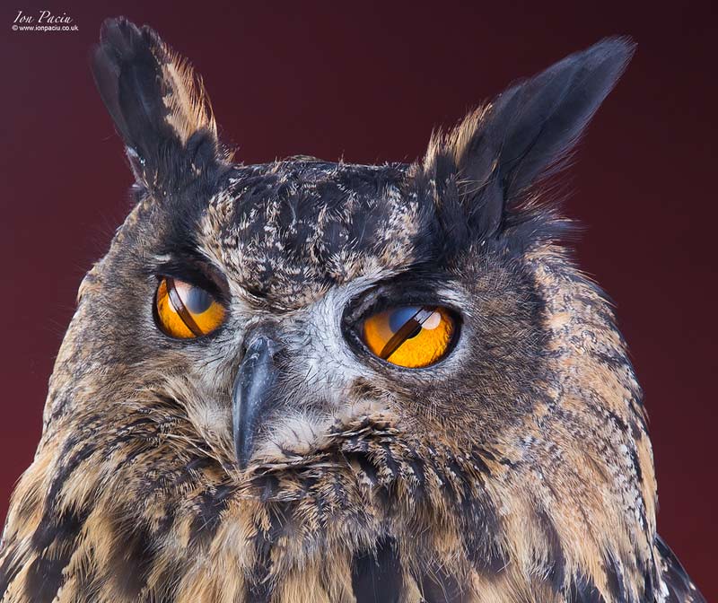 birds-of-prey-eagle-owl-ion-paciu