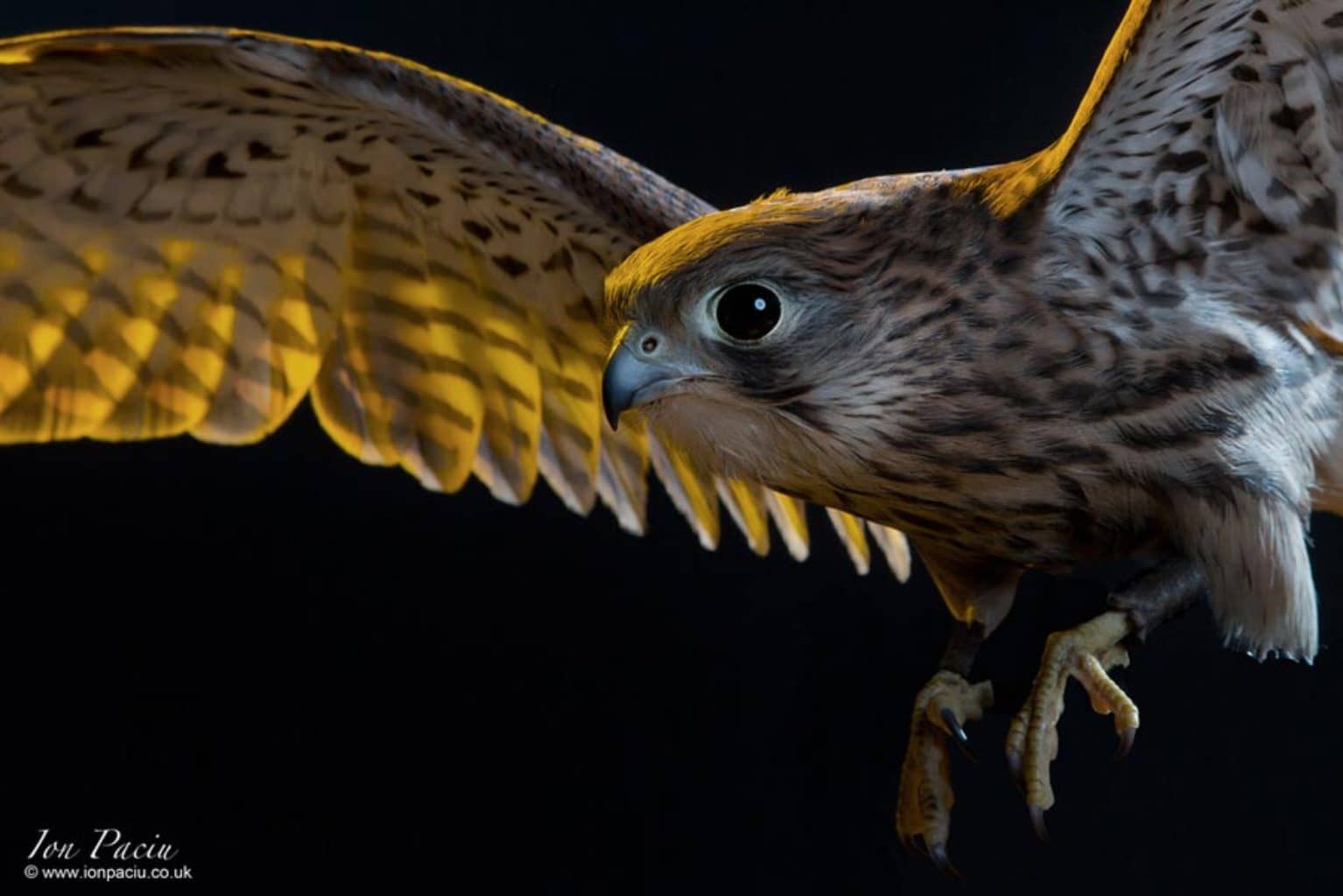 Birds of Prey Photography Peregrine