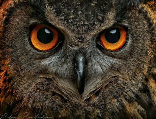 Birds of Prey Owl portrait