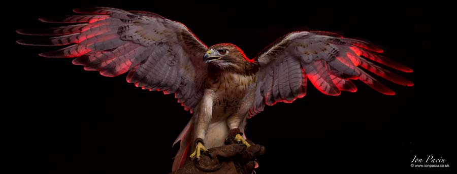 ion-paciu-birds-of-prey-red-tailed-buzzard-hawk