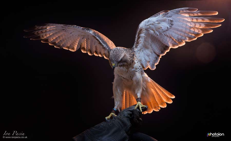 ion-paciu-fortune-birds-of-prey-red-tailed-buzzard-hawk