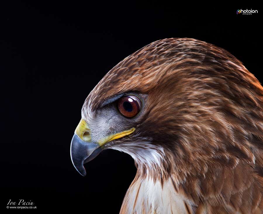 prey-bird-fortune-birds-of-prey-red-tailed-buzzard-hawk