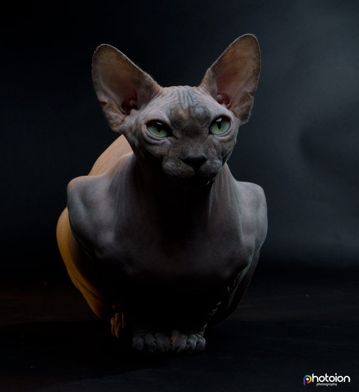 sphynx cat photography
