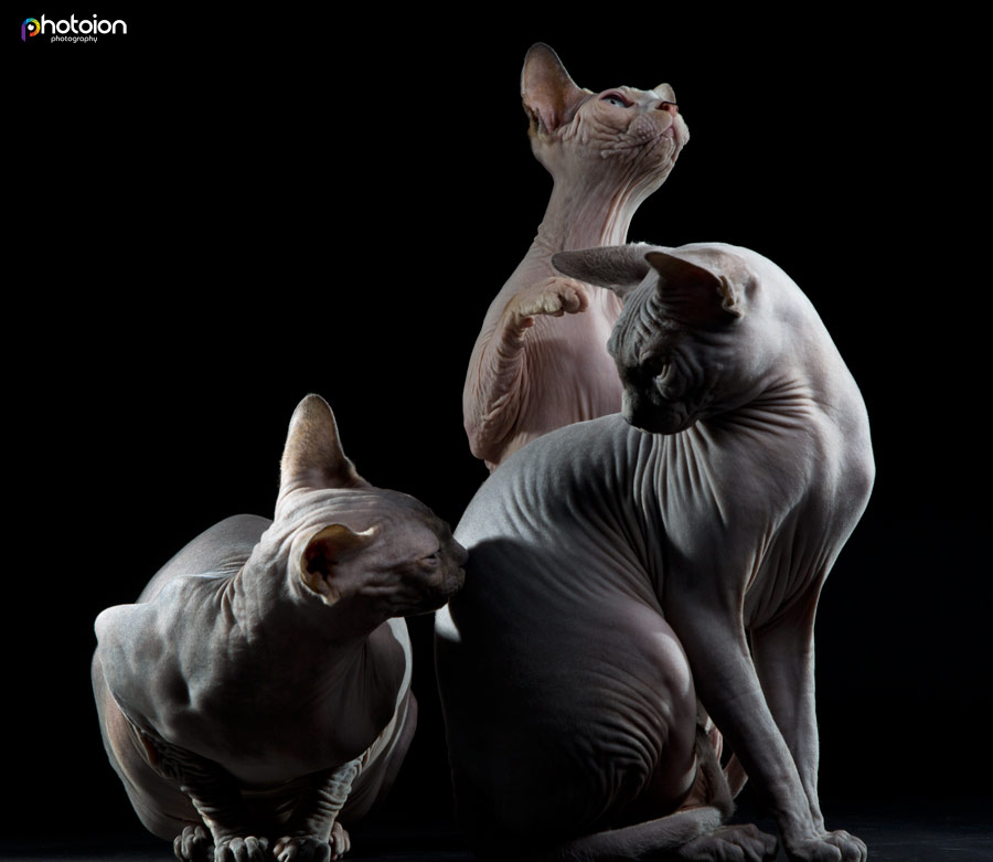 sphynx cat photography