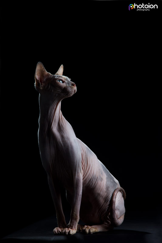 sphynx cat photography