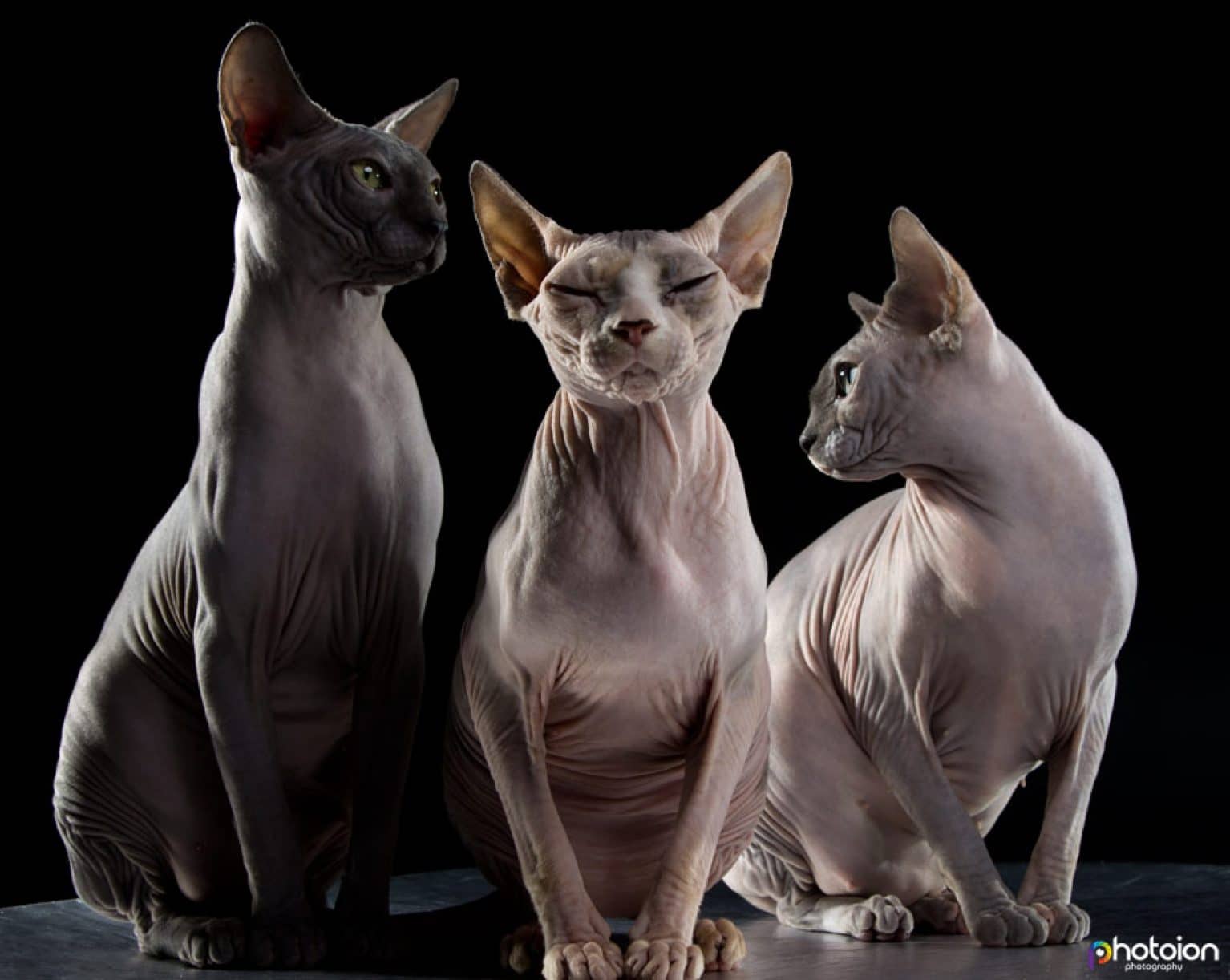 sphynx cat photography