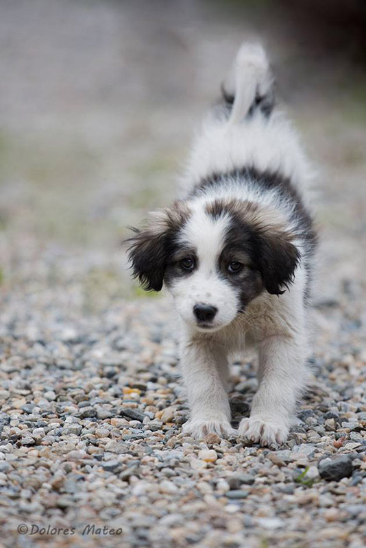 puppy photography holiday in Romania