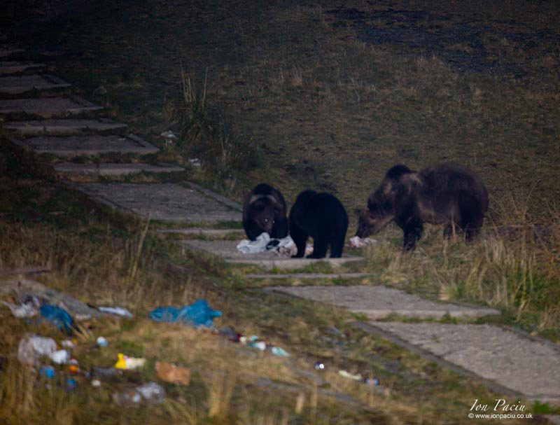 romanian bears photography holiday in Romania