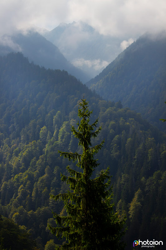 transylvania forest photography holiday in Romania