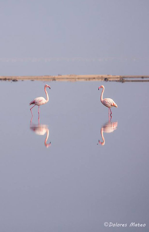 photography student wildlife flamingos