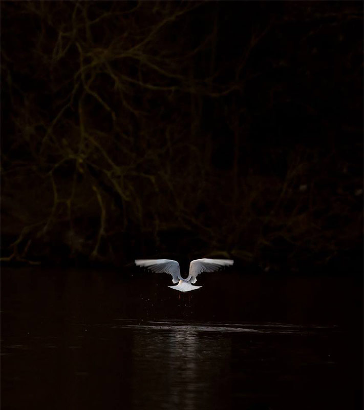 photography student profile wildlife bird